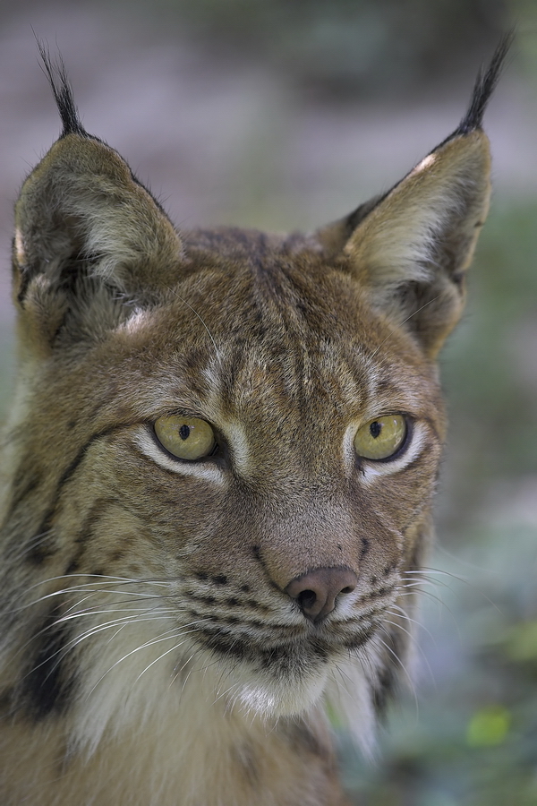 EuropÃ¤ische Luchs (Lynx lynx)