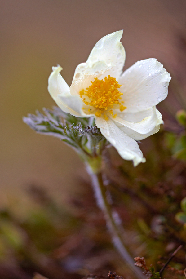 GroÃŸe Alpen-Kuhschelle (Pulsatilla alpina subsp. alpina)