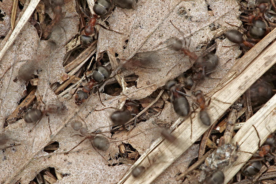Ameisenbau