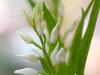 SchwertblÃ¤ttriges WaldvÃ¶glein (Cephalanthera longifolia)