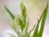 SchwertblÃ¤ttriges WaldvÃ¶glein (Cephalanthera longifolia)