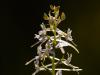 ZweiblÃ¤ttrige Waldhyazinthe (Platanthera bifolia)