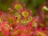 RundblÃ¤ttriger Sonnentau (Drosera rotundifolia),